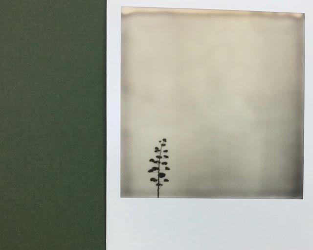 Amy Stephens, 2017, framed Polaroid, detail