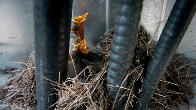 3-robin_baby_nest_industryweb