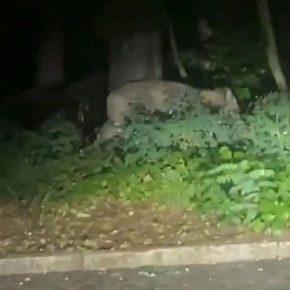 4594325508259924 1 Lioness-on-the-loose-in-Berlin-residents-ordered-to-stay-inside-as-escaped-wild-animal-roams-stree